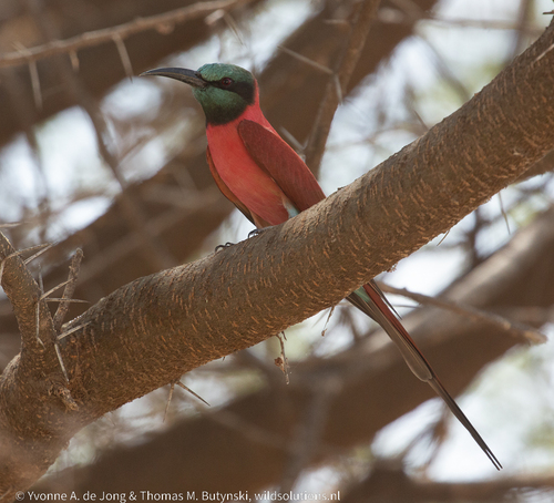 Northern Carmine Bee-eater