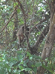Callicebus nigrifrons