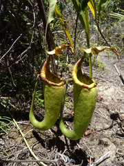 Nepenthes maxima