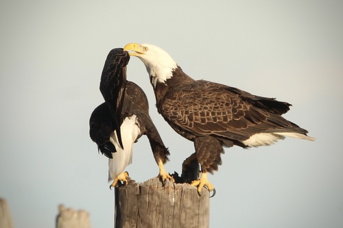 Bald Eagle photographed in Virginia