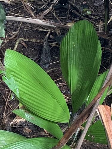Licuala grandis