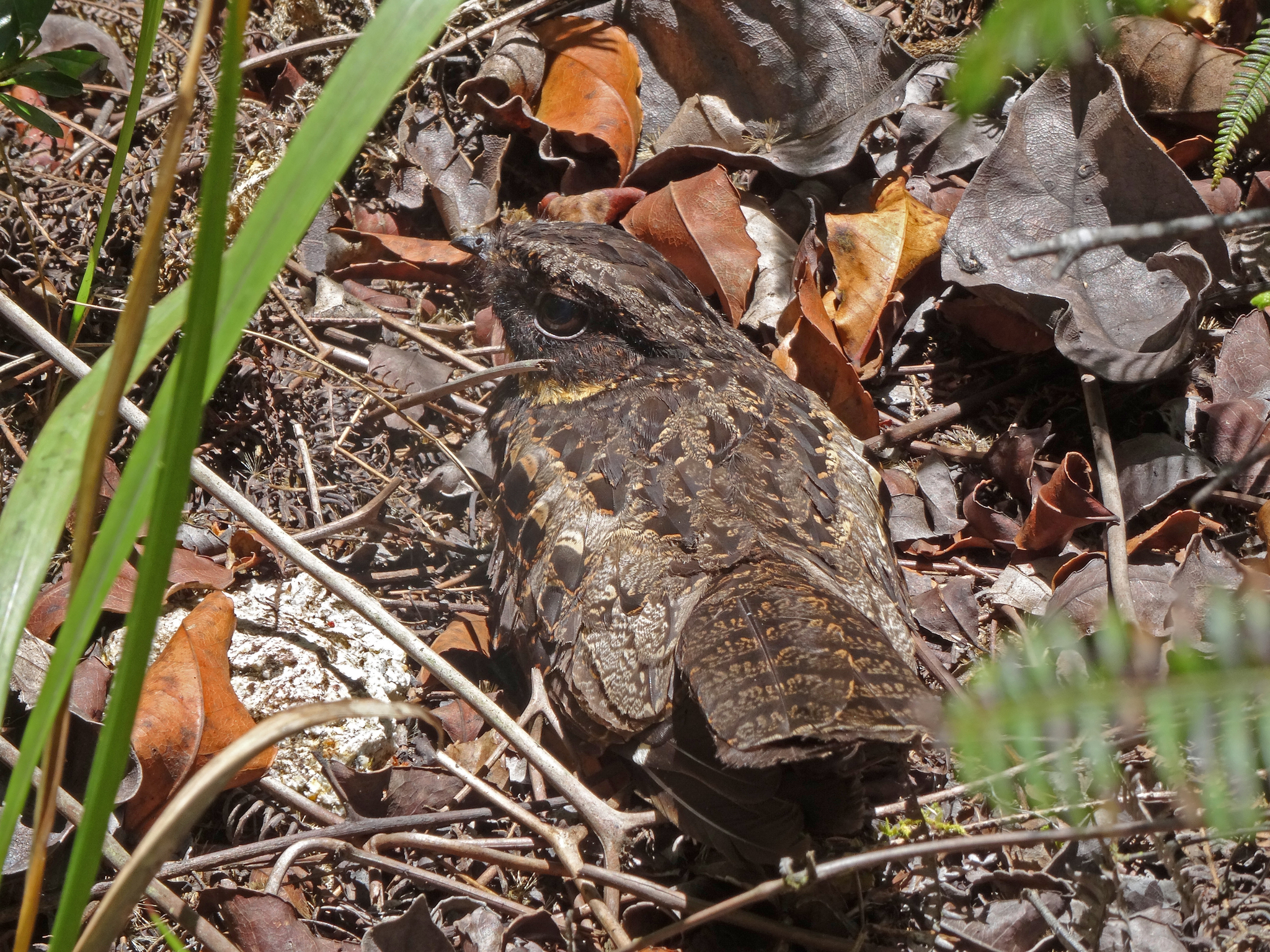 Satanic Nightjar (Eurostopodus diabolicus), photo 6