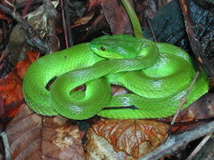 Trimeresurus insularis