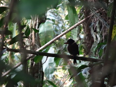 Actenoides princeps
