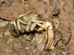 Engaeus hemicirratulus