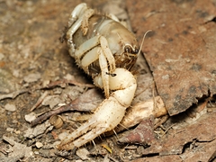 Engaeus hemicirratulus