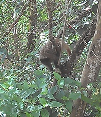 Callicebus nigrifrons