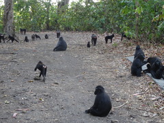 Macaca nigra