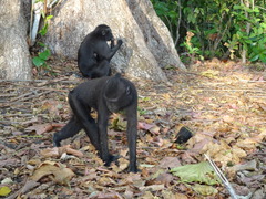 Macaca nigra