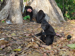 Macaca nigra