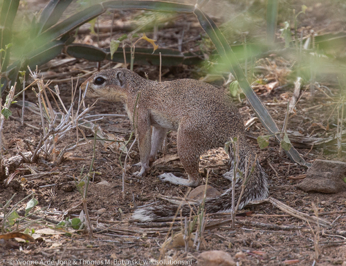 Unstriped Ground Squirrel
