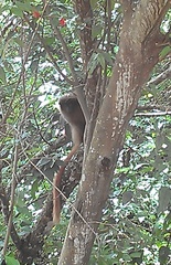 Callicebus nigrifrons