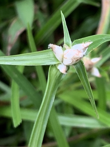 Tropical Whitetop (Rhynchospora radicans)