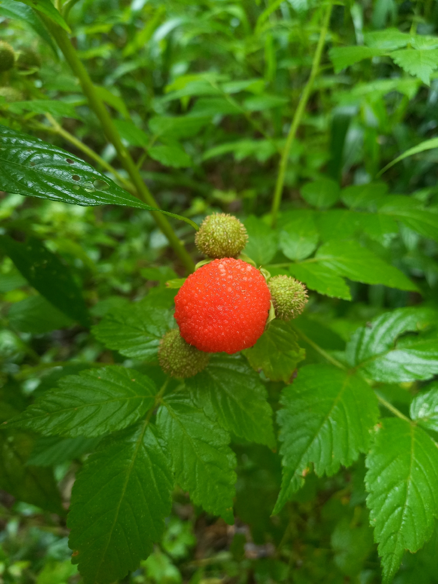 Rubus rosifolius