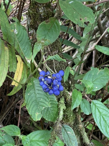 Palicourea cyanococca, photograph 3