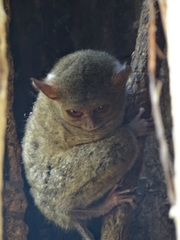 Tarsius spectrumgurskyae