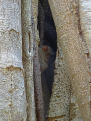 Tarsius spectrumgurskyae