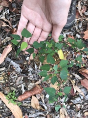 Homalanthus stillingiifolius