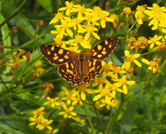 Oreixenica kershawi