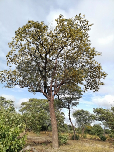 Pterocarpus angolensis