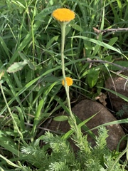 Schistostephium griseum