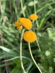 Schistostephium griseum