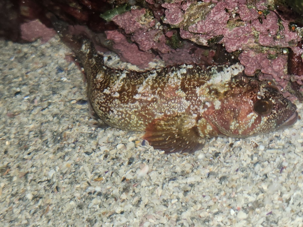 Onrust Klipfish