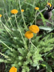 Schistostephium griseum