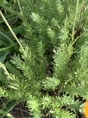 Schistostephium griseum