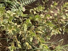 Diospyros lycioides nitens