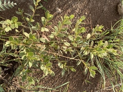 Diospyros lycioides nitens