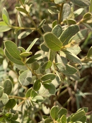 Diospyros lycioides nitens