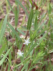 Bergia decumbens image