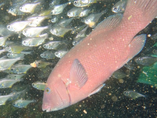 Eastern Blue Groper, photo 8 of 9