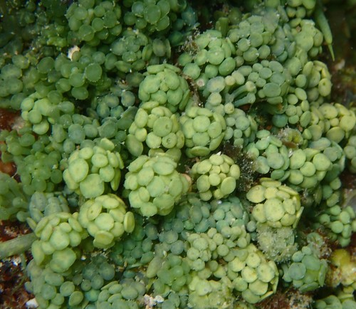 Sea Grapes