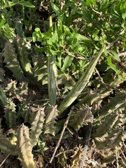 Ceropegia zebrina image