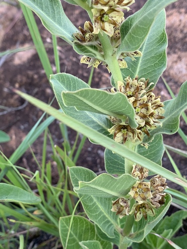 Pachycarpus lebomboensis image