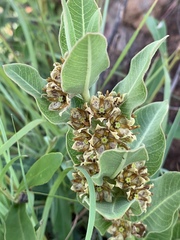 Pachycarpus lebomboensis image