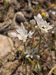 Wild Garlic (Allium trifoliatum)