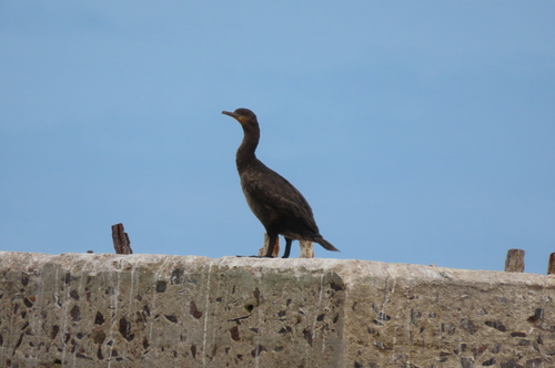 iNaturalist: (c) probreviceps, some rights reserved (CC BY-NC) iNaturalist image