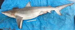 Carcharhinus brachyurus