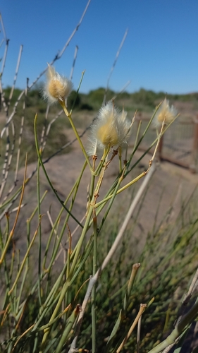 Desert Broom (Sisyndite spartea)