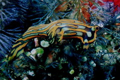 Tambja affinis