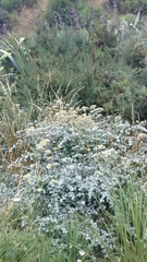 Helichrysum petiolare