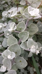 Helichrysum petiolare