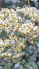 Helichrysum petiolare