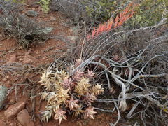 Astroloba rubriflora