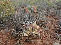 Astroloba rubriflora