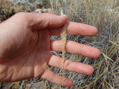 Pentameris eriostoma