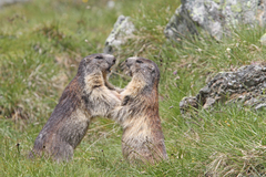 Alpine Marmot photo 5